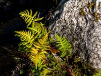 Sonnenschein auf filigranem Farn - Svartisen